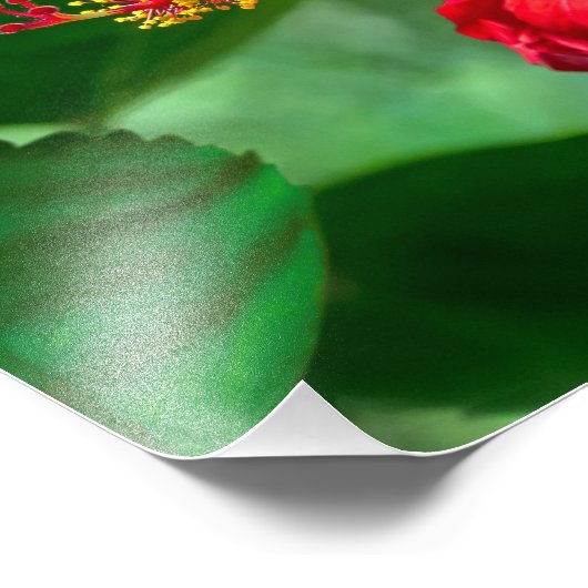 Hibiscus Blossom Foto Afdruk (Hoek)