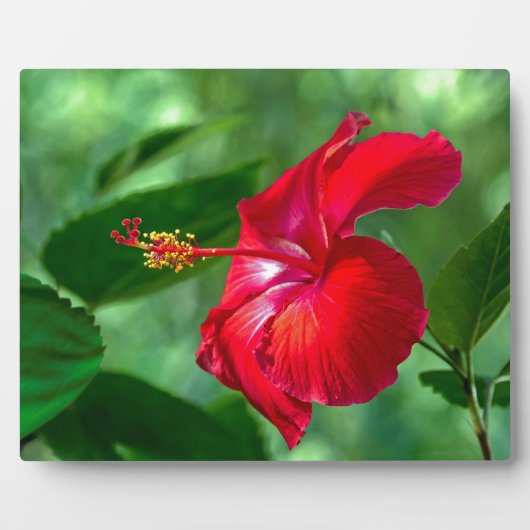 Hibiscus Blossom Fotoplaat (Voorkant)