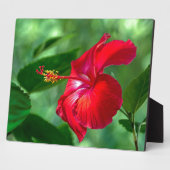 Hibiscus Blossom Fotoplaat (Zijkant)