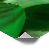 Hibiscus Blossom Poster (Hoek)