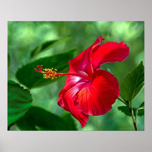 Hibiscus Blossom Poster (Voorkant)