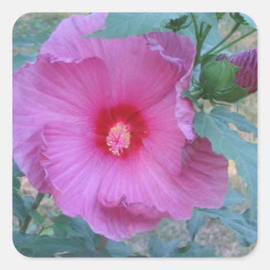 Hibiscus Blossom Sticker (Voorkant)