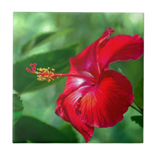 Hibiscus Blossom Tegeltje