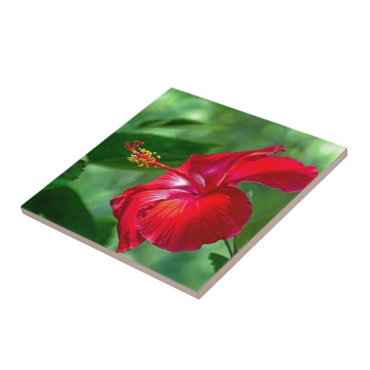 Hibiscus Blossom Tegeltje (Zijkant)