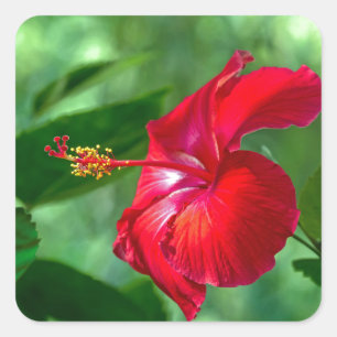 Hibiscus Blossom Vierkante Sticker