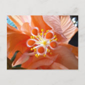 Hibiscus botanische bloem close-up foto briefkaart (Voorkant)
