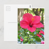 Hibiscus Briefkaart (Voorkant / Achterkant)