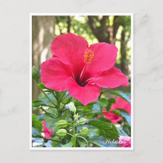 Hibiscus Briefkaart (Voorkant)