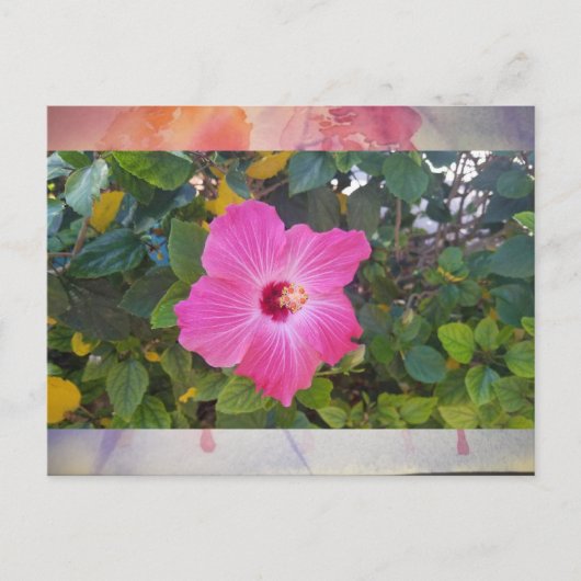 Hibiscus Briefkaart (Voorkant)