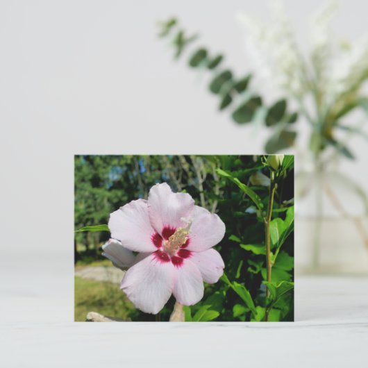 Hibiscus Briefkaart (Staand voorkant)