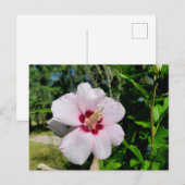 Hibiscus Briefkaart (Voorkant / Achterkant)