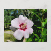 Hibiscus Briefkaart (Voorkant)