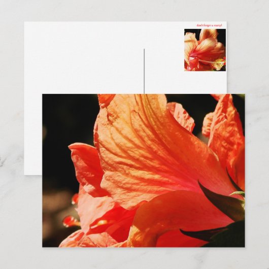 HIBISCUS BRIEFKAART (Voorkant / Achterkant)