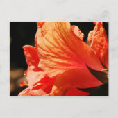 HIBISCUS BRIEFKAART (Voorkant)