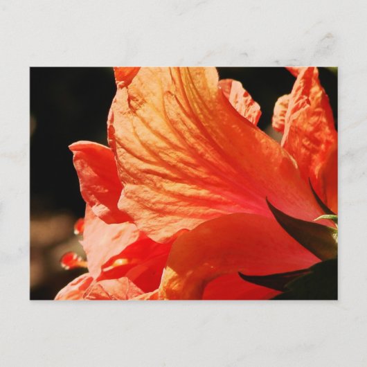 HIBISCUS BRIEFKAART (Voorkant)