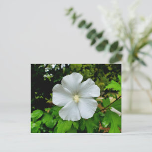 Hibiscus Briefkaart
