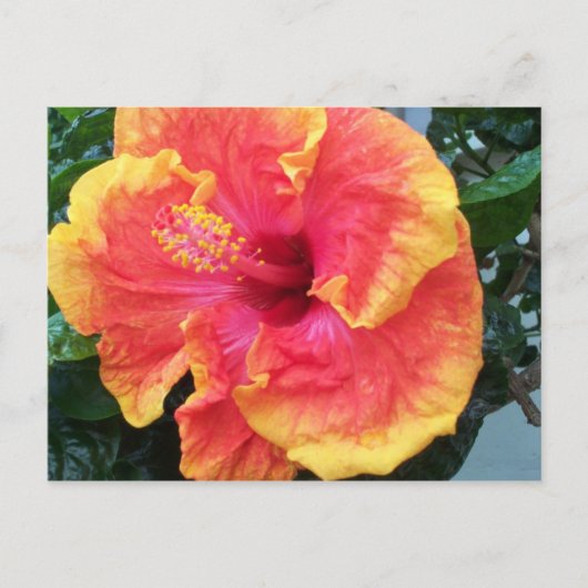 Hibiscus Briefkaart (Voorkant)