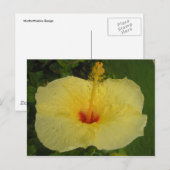 Hibiscus Briefkaart (Voorkant / Achterkant)