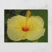 Hibiscus Briefkaart (Voorkant)