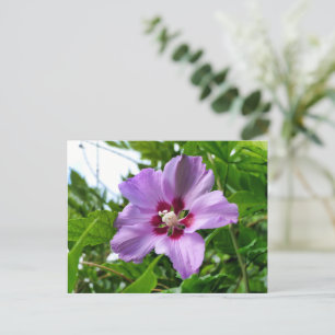 Hibiscus Briefkaart
