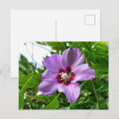 Hibiscus Briefkaart (Voorkant / Achterkant)