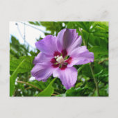 Hibiscus Briefkaart (Voorkant)