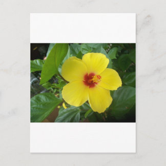 Hibiscus Briefkaart