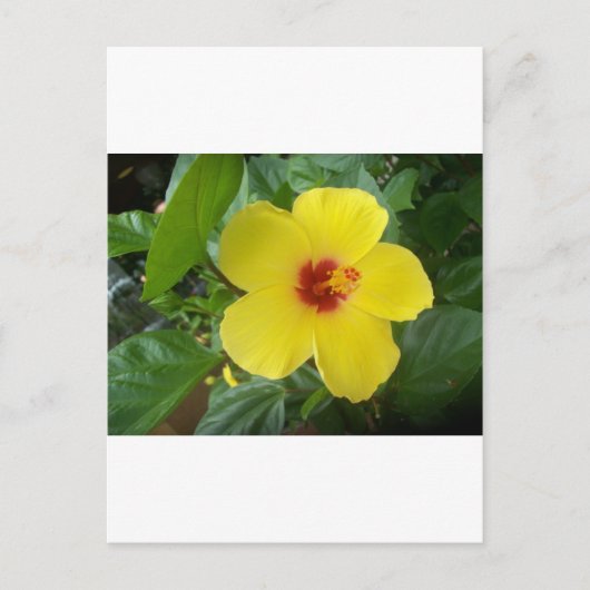 Hibiscus Briefkaart (Voorkant)