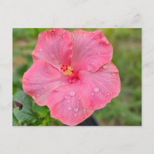 Hibiscus Briefkaart