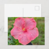 Hibiscus Briefkaart (Voorkant / Achterkant)