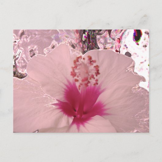 Hibiscus Briefkaart (Voorkant)
