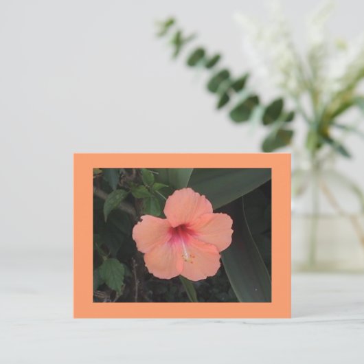 Hibiscus Briefkaart (Staand voorkant)