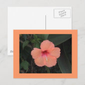 Hibiscus Briefkaart (Voorkant / Achterkant)