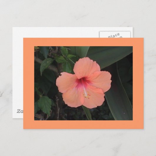Hibiscus Briefkaart (Voorkant / Achterkant)
