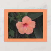 Hibiscus Briefkaart (Voorkant)