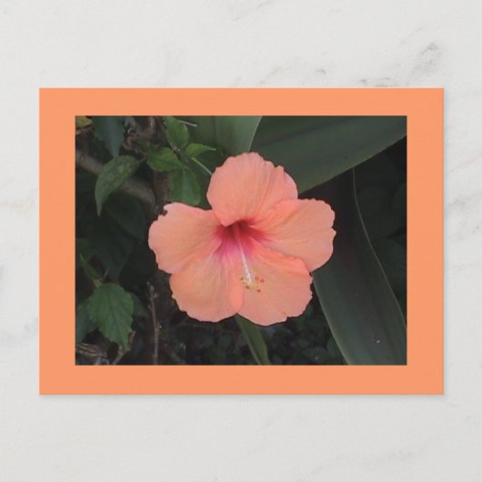 Hibiscus Briefkaart (Voorkant)