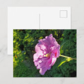 Hibiscus Briefkaart (Voorkant / Achterkant)