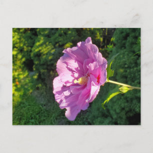 Hibiscus Briefkaart