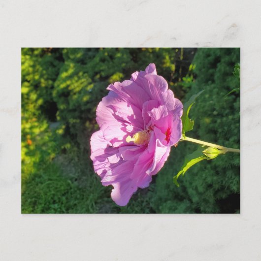 Hibiscus Briefkaart (Voorkant)