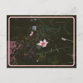  Hibiscus-Briefkaart Briefkaart