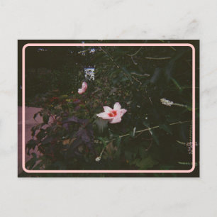 Hibiscus-Briefkaart Briefkaart