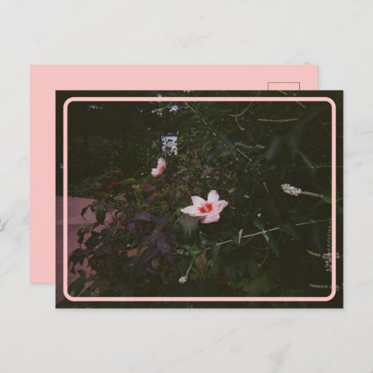  Hibiscus-Briefkaart Briefkaart (Voorkant / Achterkant)