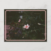 Hibiscus-Briefkaart Briefkaart (Voorkant)