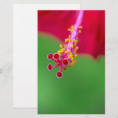 hibiscus briefpapier (Voorkant / Achterkant)