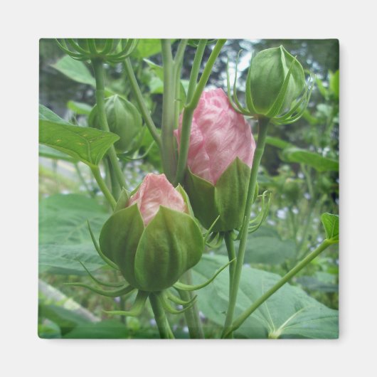 Hibiscus Buds Magnet (Voorkant)