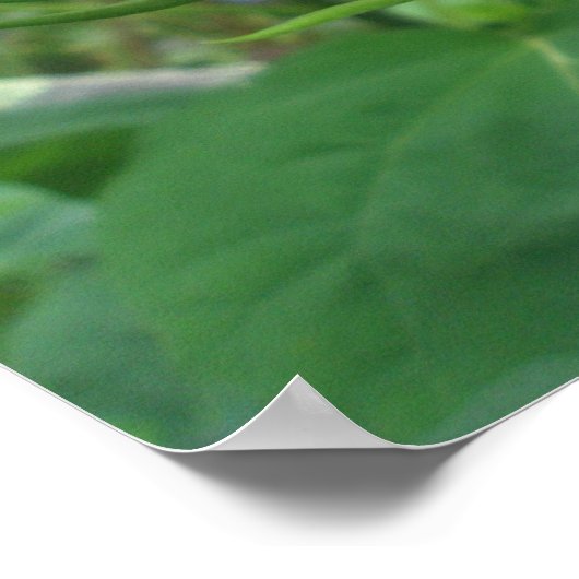 Hibiscus Buds Poster (Hoek)