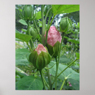 Hibiscus Buds Poster
