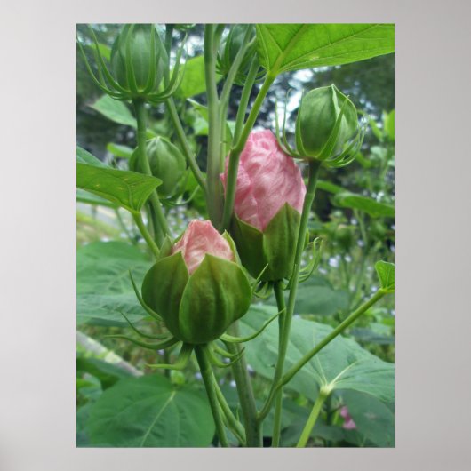 Hibiscus Buds Poster (Voorkant)