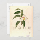 "Hibiscus campylosiphon", c. 1880 Briefkaart (Voorkant / Achterkant)