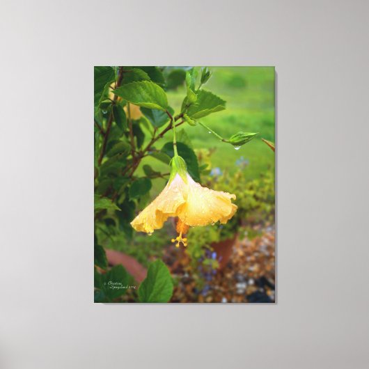 Hibiscus dauwwaterdruppels Ingewikkeld Canvas Afdruk (Voorkant)